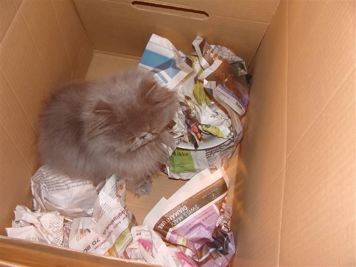 Perser Dronning Dagmar - Didi hjælper med at flytte  billede 8