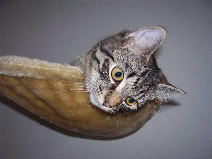 Blanding af racer Tvebakke II billede 1