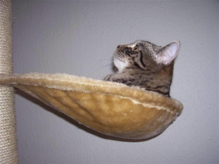 Blanding af racer Tvebakke II billede 2