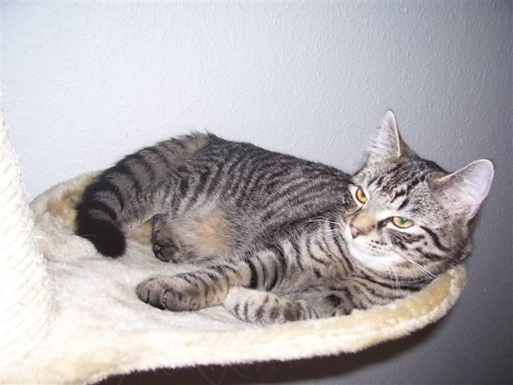 Blanding af racer Tvebakke II billede 3