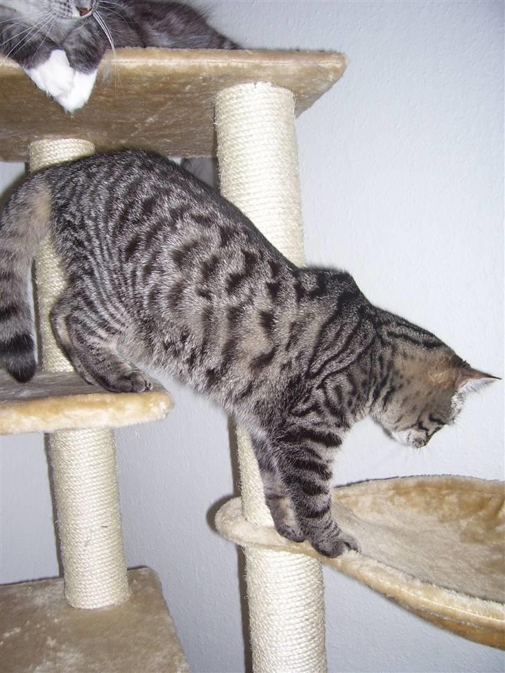 Blanding af racer Tvebakke II billede 4