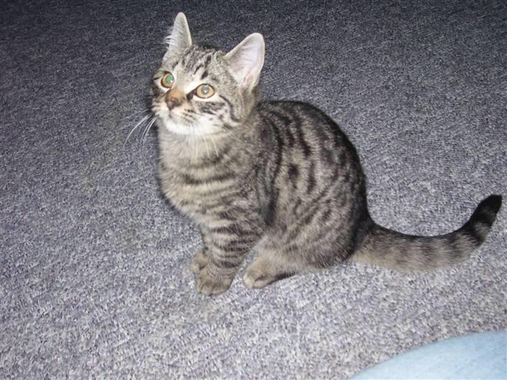 Blanding af racer Tvebakke II billede 5