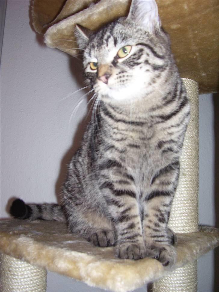 Blanding af racer Tvebakke II billede 6