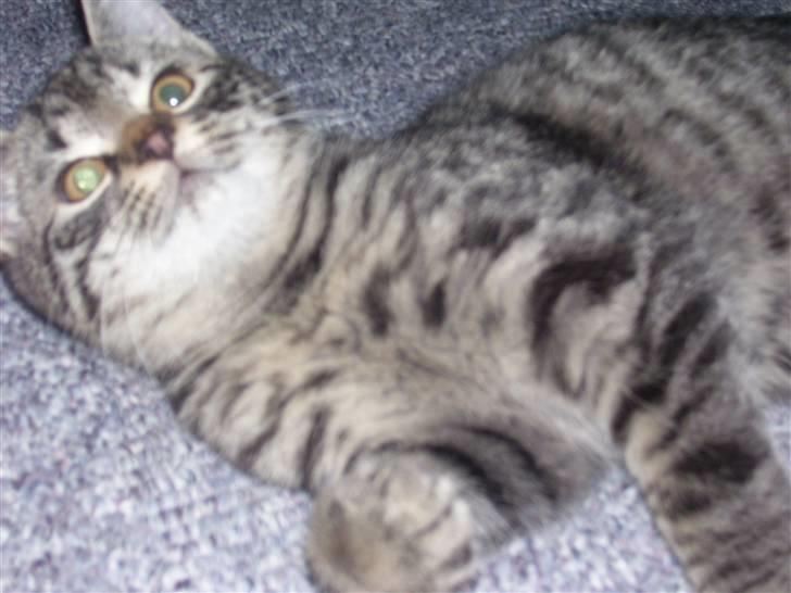 Blanding af racer Tvebakke II billede 8