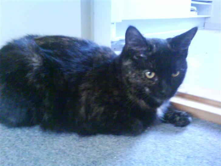 Blanding af racer Bandit(død) billede 13