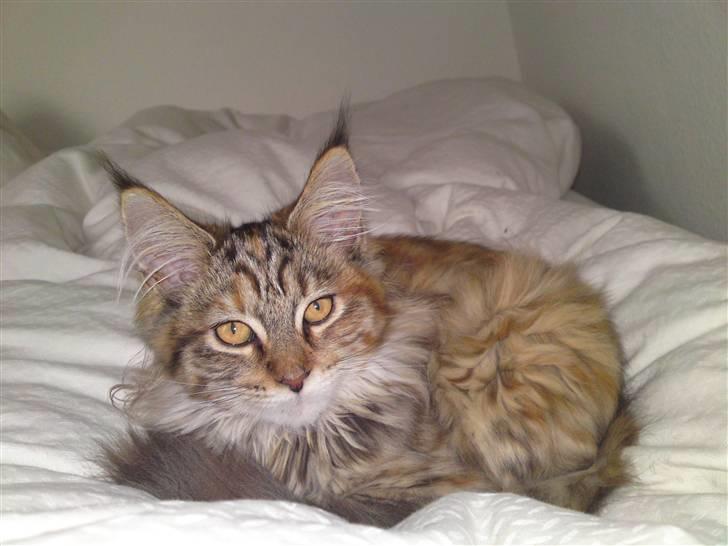 Maine Coon Fiffi billede 1