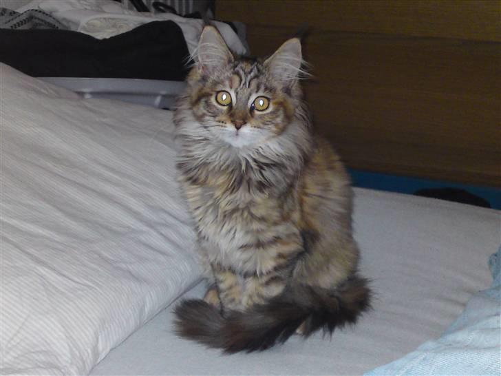 Maine Coon Fiffi billede 5