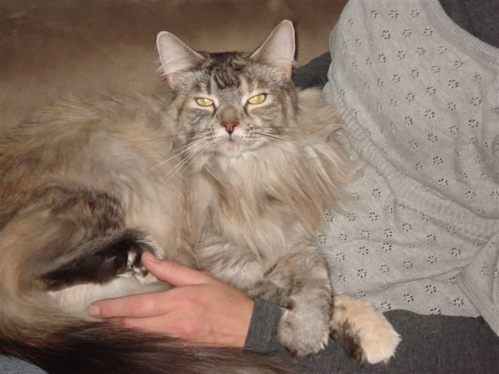 Maine Coon tøzen billede 6