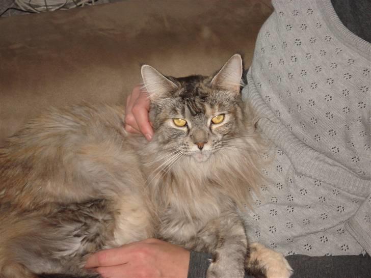 Maine Coon tøzen billede 7