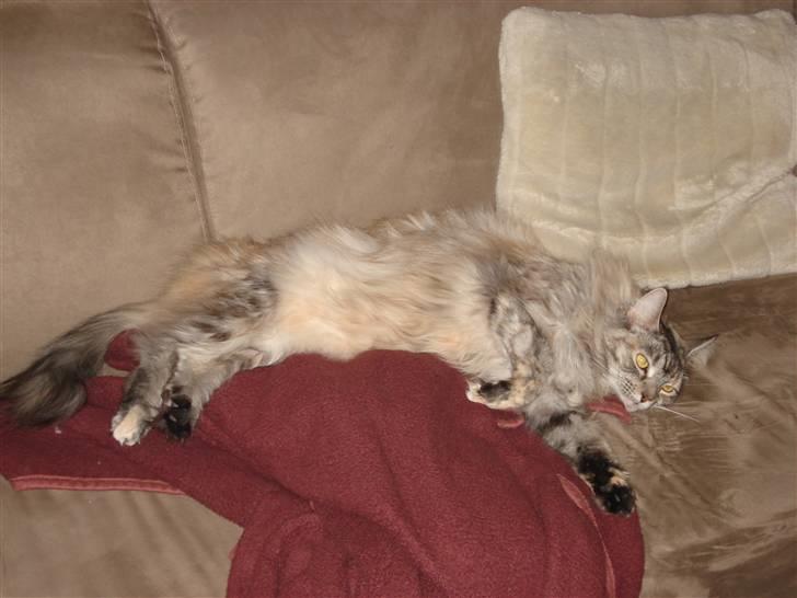 Maine Coon tøzen billede 8