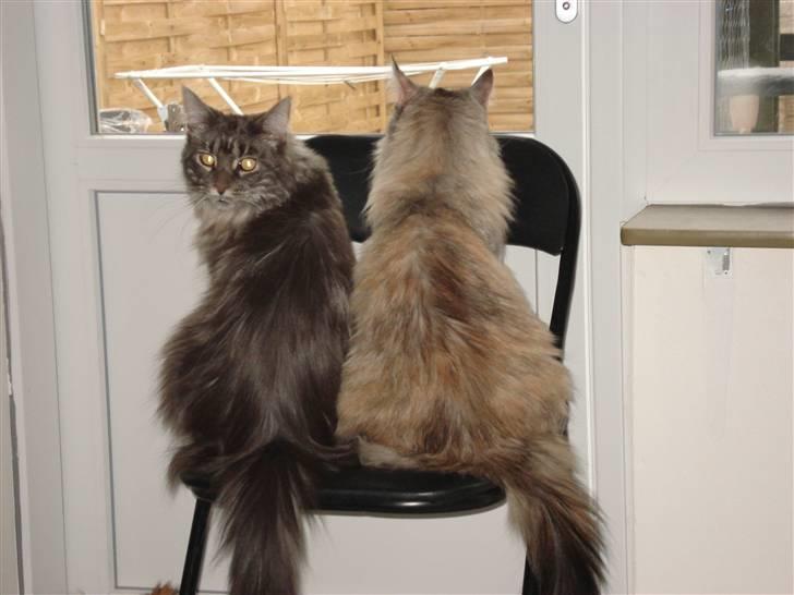 Maine Coon tøzen billede 9