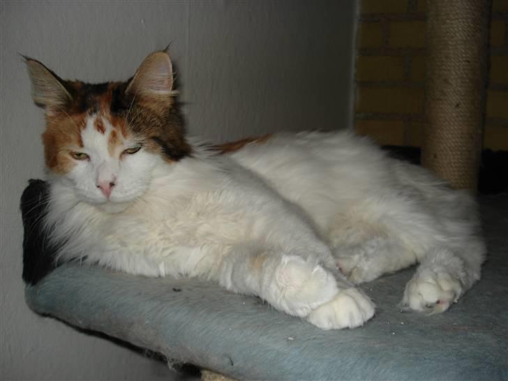 Maine Coon zig zag billede 9