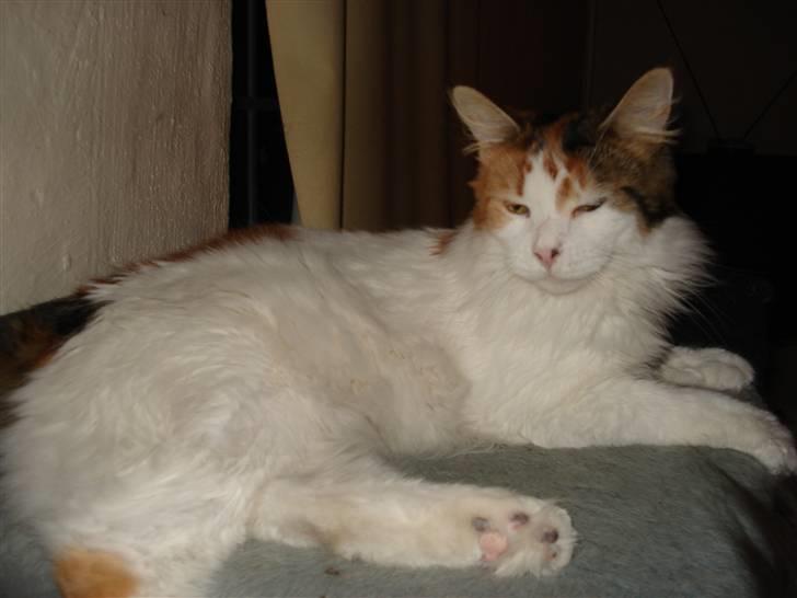 Maine Coon zig zag billede 10