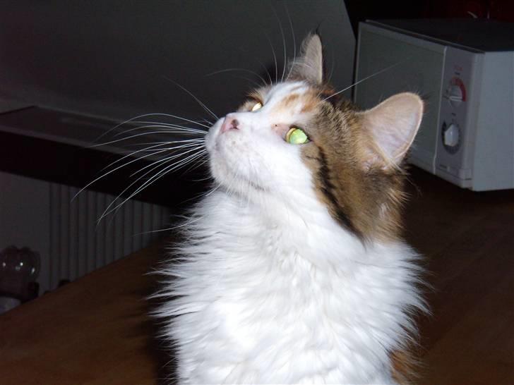 Maine Coon zig zag billede 11