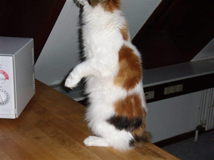 Maine Coon zig zag billede 12