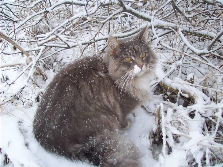 Norsk Skovkat Silas billede 1