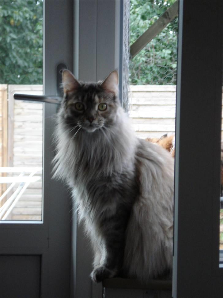 Maine Coon tøzen billede 10