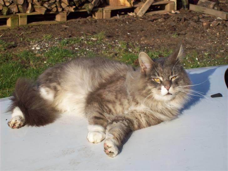 Norsk Skovkat Silas billede 4