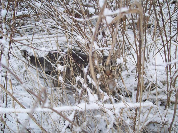 Huskat Møffe billede 1