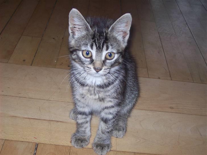 Huskat Møffe billede 2