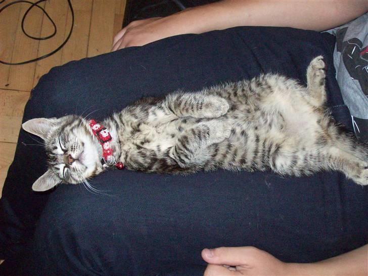 Huskat Møffe billede 3