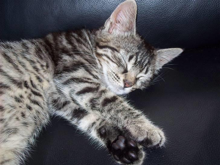 Huskat Møffe billede 4