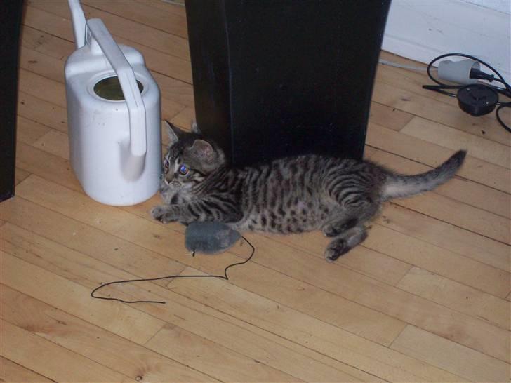 Huskat Møffe billede 5