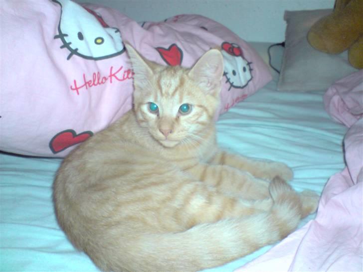 Blanding af racer Momiji - Momiji, den første aften jeg fik ham hjem, her ligger han i min seng. billede 1