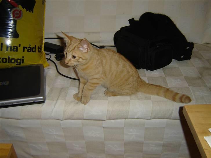 Blanding af racer Momiji - Han er meget interesseret i hva der foregår derovre... billede 2