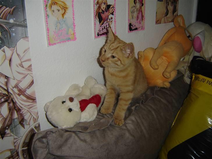 Blanding af racer Momiji - Spot den levende kat imellem tøjdyrene xD billede 3