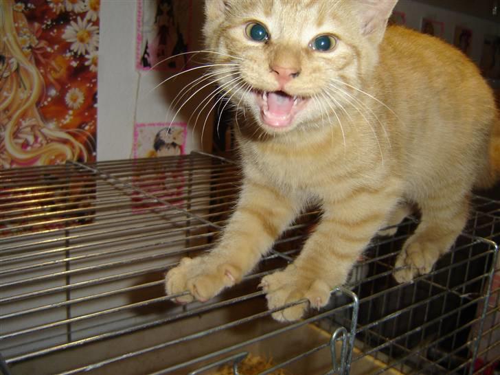 Blanding af racer Momiji - Moarrr hva eer det der er hernede??? billede 5