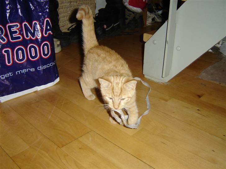 Blanding af racer Momiji - Momiji med sit ynglingslegetøj....et snørrebånd... billede 6