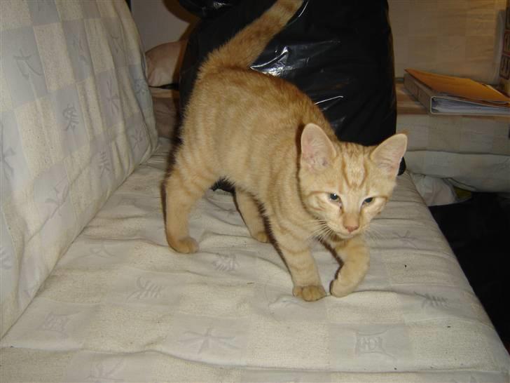 Blanding af racer Momiji - søøde lille bitte kat..der ikke kan stå stille når mor vil fotografere ham.....  billede 7