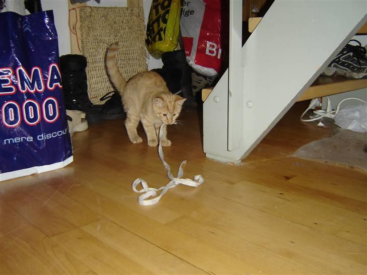 Blanding af racer Momiji - Momiji med sit elskede snørrebånd...uff her ligner det dog mere en ordentlig bændelorm xD ADW! billede 8