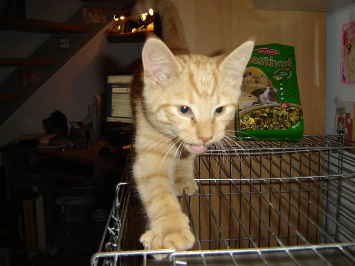 Blanding af racer Momiji - Momiji på vandretur, på marsvinenes bur billede 9