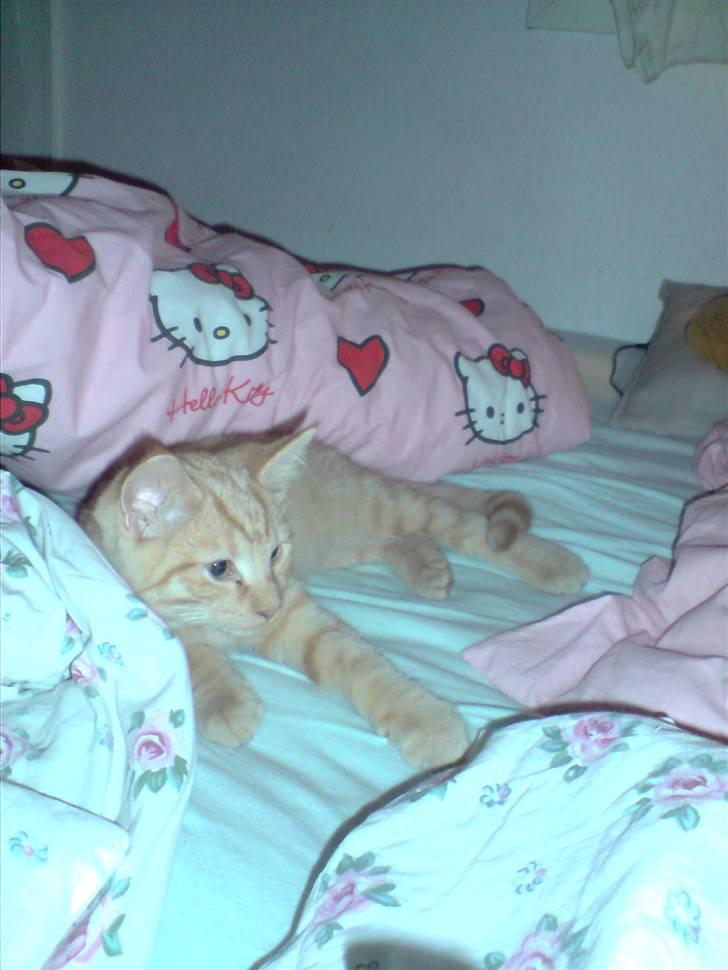 Blanding af racer Momiji - ligger i sengen og hviler sig, oven på en stresset tur ud til et nyt hjem. billede 10