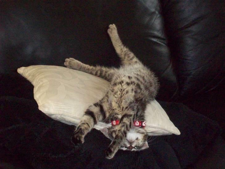 Huskat Møffe billede 6