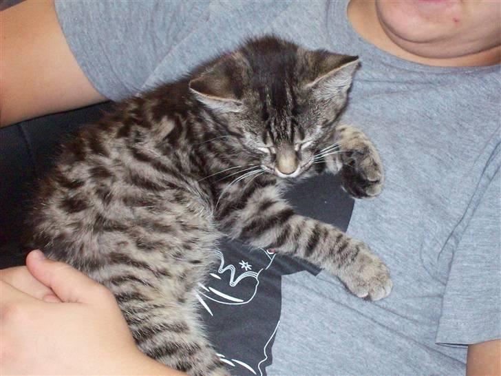 Huskat Møffe billede 7