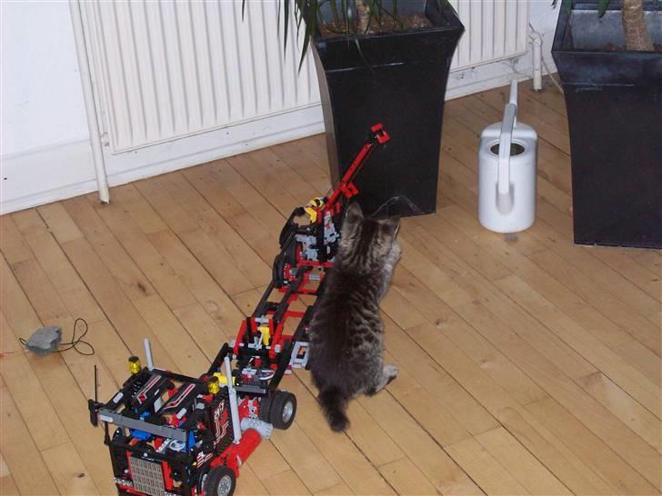 Huskat Møffe billede 8