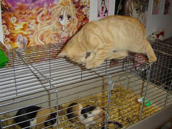 Blanding af racer Momiji - Momiji kigger ned til marsvinene, han kan ikke helt forstå hva det er for nogen størrelser billede 11