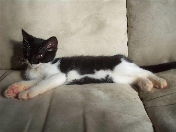 Blanding af racer Frede - Jeg er da lige glad med at jeg ikke må ligge i sofaen.. billede 3