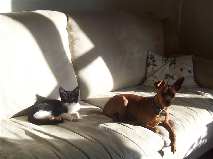 Blanding af racer Frede - Vi ved godt at ingen af os må ligge i sofaen. billede 4