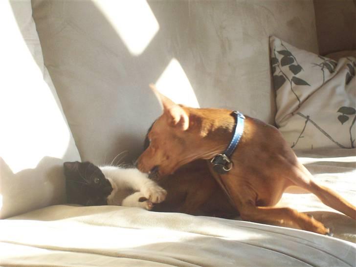 Blanding af racer Frede - Av min hale. billede 5