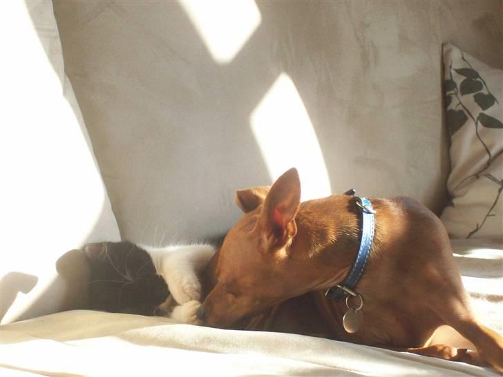 Blanding af racer Frede - Kan du så lade være med at lege med min hale. billede 6