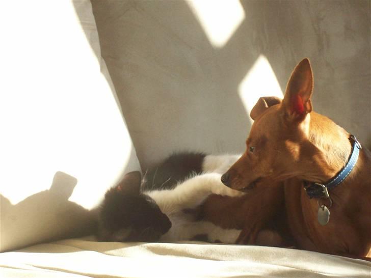 Blanding af racer Frede - Du er godt nok irriterende lille Frede. billede 7