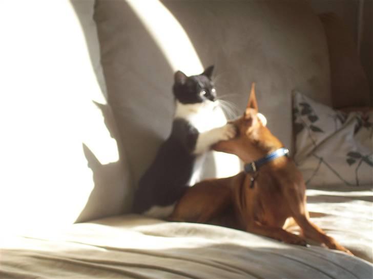 Blanding af racer Frede - Så bider jeg dig da bare i ørerne. billede 8