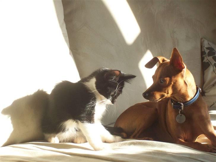 Blanding af racer Frede - Det er ikke sjovt når jeg ikke må bide dig lidt. billede 9