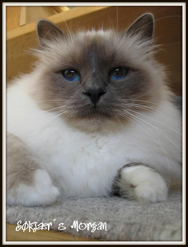 Hellig Birma DK Søkjær´s Morgan R.I.P billede 15