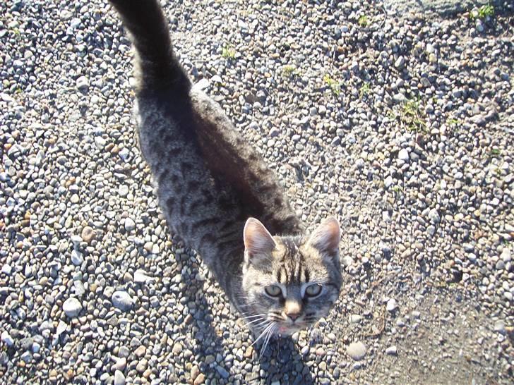 Huskat Møffe billede 9