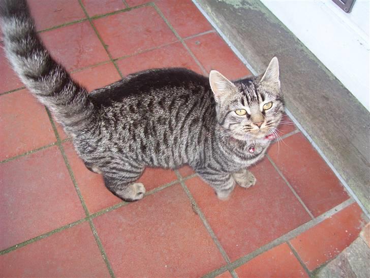 Huskat Møffe billede 10